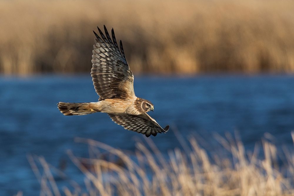 Northern Harrier Hunting